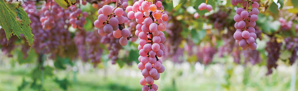 THE KOSHU GRAPE